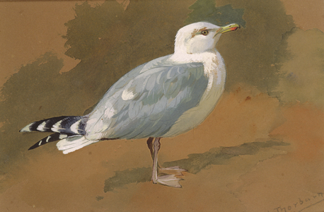 Gull (w/c and bodycolour on paper)