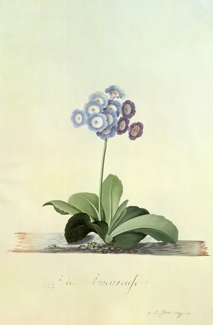 Fille Amoureuse (Blue Auricula)