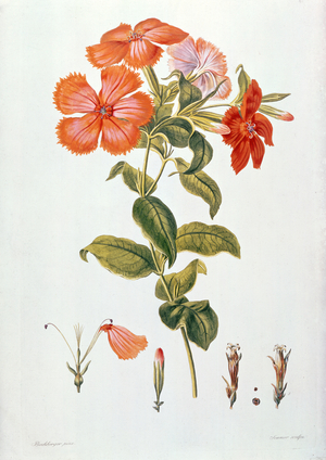 Lychnis coronaria, from `Thesaurus Botanicus', 1819