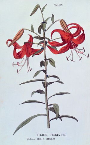 Lilium tigrinum (Tiger Lily) from "L'Antrotrofia ossia la Coltirazione de Fiori" (coloured engraving)
