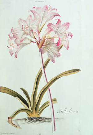 Lily: Lilium belladonna, (pl.12) from Trew's Hortus Nitidissumus 1, 1750