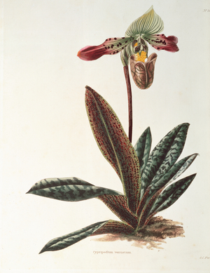 Slipper Orchid from`The Botanical Cabinet' by Loddiges (engraving)