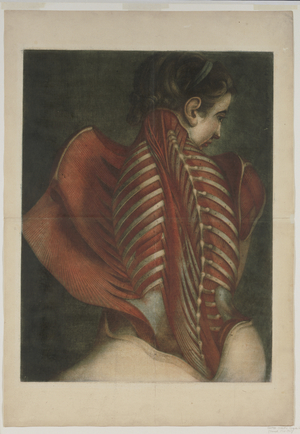 Muscles of the Back, 1746 (colour mezzotint)