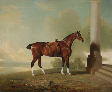 Favorite Chestnut Hunter of Lady Frances Stephens (nee Lady Frances Pierrepont), 1799 (oil on canvas)