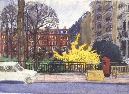 Forsythia Bushes, Elm Park Gardens