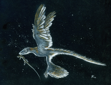 Microraptor - Microraptor was a genus of small dromaeosaurid living in the lower cretace between 130 and 125 million years. Microraptor is a genus of small, four-winged dromaeosaurid dinosaur