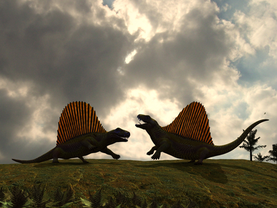 Dimetrodons - Dimetrodons - Artist's view of a dimetrodon fight about 280 million years ago. Dimetrodon is a carnivorous mammalian reptile (Therapside) living in Permian. Dimetrodon fight over territory in a scene that must have been repeated many times 280 million years ago. Their spectacular sails are backlit revealing the translucent skin supported by long neural spines, each one sprouting from an individual vertebra. These dimetrodons are each about 11 feet long