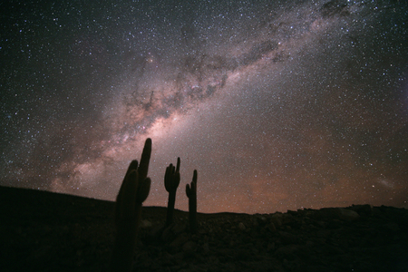 Milky Way and Echinopsis Atacamensis - These cacti are Echinopsis Atacamensis between 6 and 8 metres high. In the background, the lactee track. San Pedro de Atacama Region, Chile. June 2008. The 3 cacti on the image are Echinopsis Atacamensis