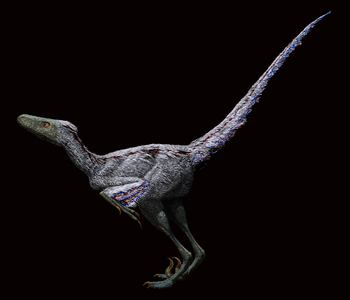 Bambiraptor - Bambiraptor is a small dinosaur from the late Cretace who lived in the United States. One metre long, it fed on small lezards and amphibians. It belongs to the family Dromaeosauridae. Bambiraptor is a small 75 million year old bird-like dinosaur, genus of dromaeosaurid dinosaur that lived during the Cretaceous period