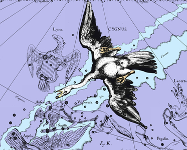 Swan Constellation - Constellation of Cygnus - Constellation of Swan extracted from the Uranographia of Hevelius. Recolorised image. Map showing the constellation of Cygnus with its mythological form from “” Uranographia”” star atlas by Hevelius (1690). Recolored Image