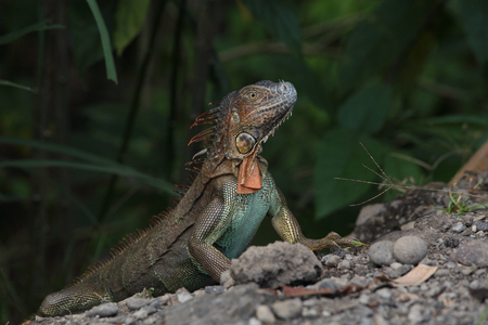 Green iguana - Green iguana - Green iguana (Iguana Iguana). Costa Rica, March 2009. Green iguana (Iguana Iguana), Costa Rica, March 2009