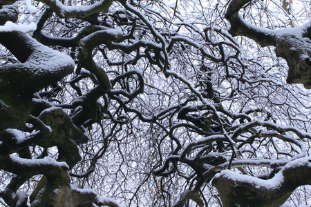 Faux de Verzy - Marne - Dwarf Beech - Faux de Verzy - France - Tortuosa (Fagus Sylvatica var Tortuosa). This remarkable tree is a rare beech variety with contorted branches and trunk, the origin of which remains unknown. The Faux site has been classified nationally since 1932. It became a State Biological Reserve in 1981. Dwarf Beech (Fagus sylvatica Tortuosa Group). Marne, Champagne-Ardenne, France