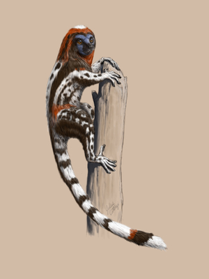 Darwinius masillae - Darwinius masillae is a species of primate today faded. A fossil (named Ida) was discovered in 1983 at the Messel fossil site in Germany, but its study was only published in 2009. Having lived 47 million years ago, Darwinius masillae is morphologically close to current lemurians, but the absence of claws, replaced by nails, means that Darwinius masillae is not a fossil lemurian but is part of a large group of primates called adapoids. The earliest known Haplorrhini primate was recently described by Franzen et al. (2009) from the Messel shale in Germany from the Eocene (47 million years ago)