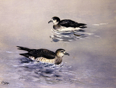 Manx Sheewaters (w/c & gouache on paper)