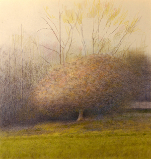 Apple Tree, 2004 (coloured pencil on paper)
