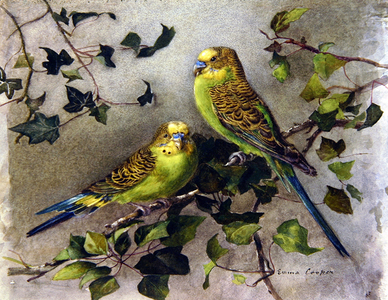 A pair of budgies (w/c on paper)