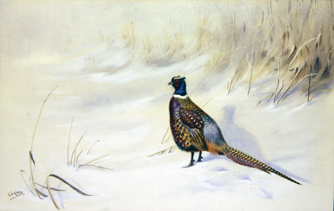 Pheasant in the Snow (w/c & gouache on paper)