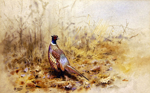 Pheasant in Autumn (w/c & gouache on paper)
