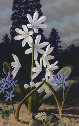 Scillas (oil on panel)