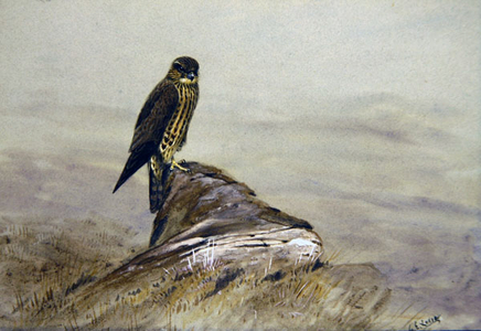 Merlin on a Rock (w/c & gouache on board)