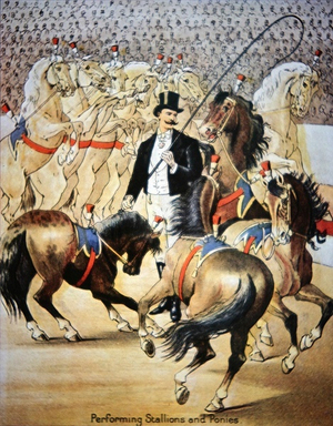 Performing stallions and horses, 1890 (colour litho)