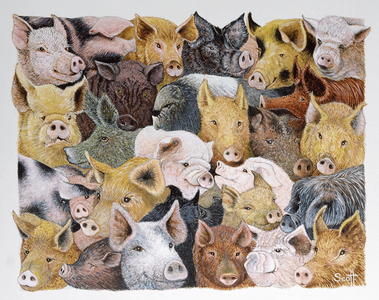 Pigs Galore (acrylic on calico)