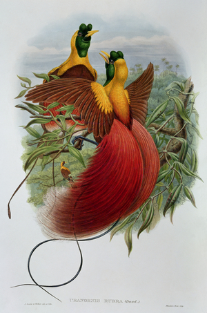 Uranornis Rubra (colour litho)