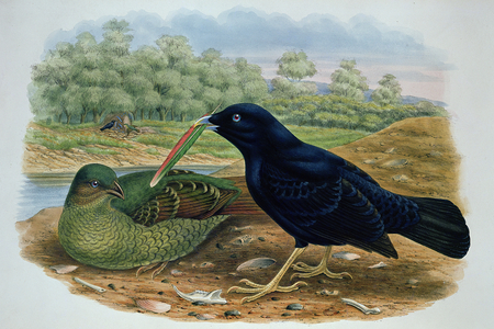 Ptilonorhyncus Violaceus, Satin Bowerbird (colour litho)