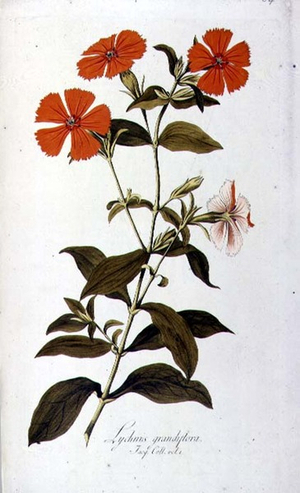 Campion: Lychnis grandflora, by Nicolas Joseph Jacquin (1727-1817), from `Icones Plantarum Rarorium' (1781-95)