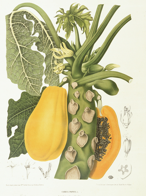 Papaya: Carica papaya, from Berthe Hoola van Nooten's "Fleurs, Fruits et Feuillages"