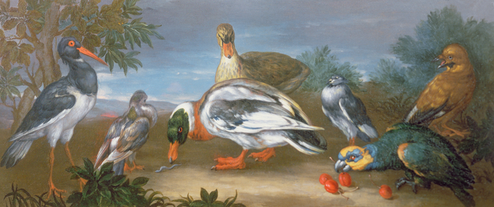 A Landscape with Parrots, Ducks and Pigeons