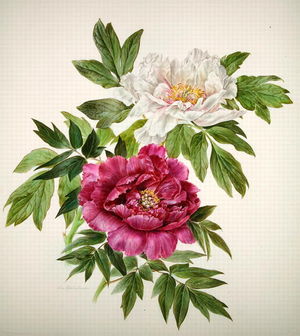 Peony (colour lithograph)