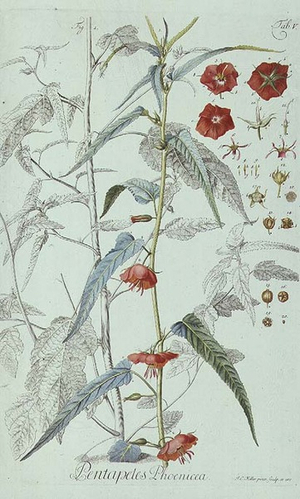 Pentapetes phoenicia, by J.C. Keller from Plantae Rariores, 1763