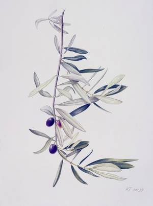 Branch of Ripening Black Olives II, 1999 (watercolour over pencil on paper)