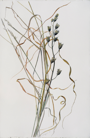 Bluebell Seedhead in Drying Grass, 1996 (watercolour over pencil on paper)