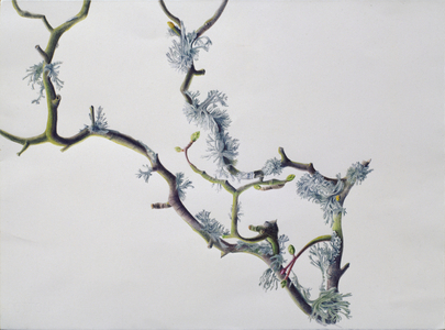 Lichens on Sycamore Branch, 1994 (w/c over pencil on paper)