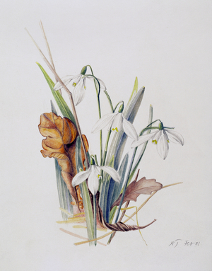 Snowdrops, 2001 (watercolour over pencil on paper)