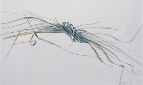 A Knot of Grass, 1995 (watercolour over pencil on paper)