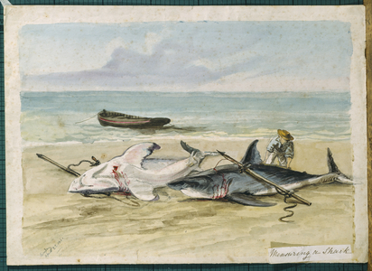 Man measuring two dead sharks on a beach, Walvis Bay, Namibia, 1861 (w/c on paper)