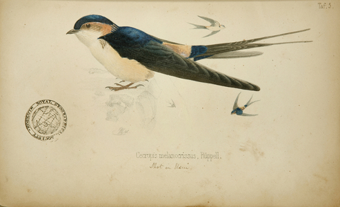 Cecropis melanocrissus, c.1862