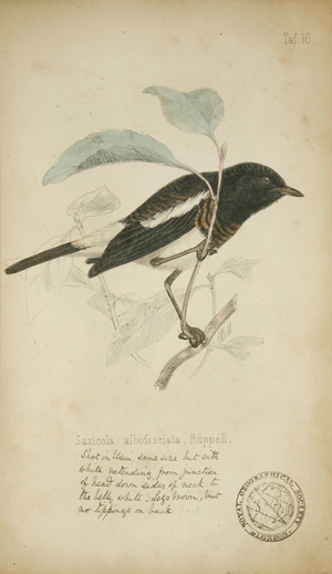 Saxicola albofasciata, c.1863