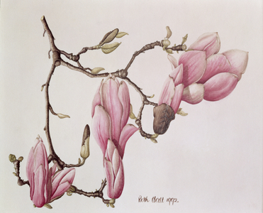 Magnolia X Soulangiana, 1992 (w/c on paper)