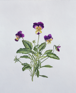 Viola Tricolor, 1999 (w/c on paper)