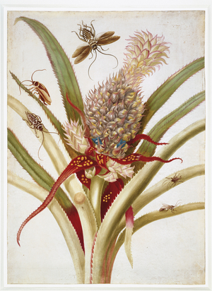 Plate I to Metamorphosis Insectorum Surinamensium (w/c & bodycolour on paper)