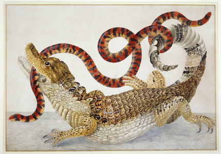 Common or spectacled caiman and South American false coral snake, c.1705-10 (w/c & bodycolour on vellum)