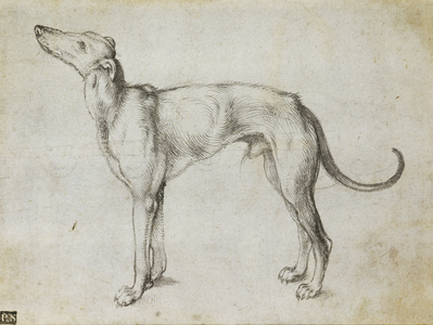 Greyhound, c.1500-01 (ink on paper)