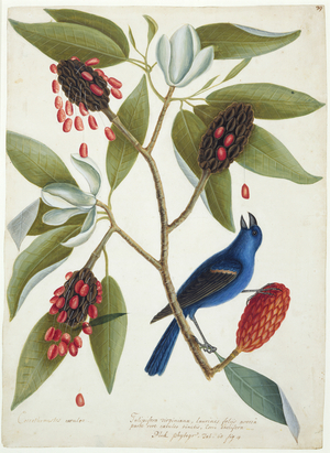 A blue grosbeak and sweet bay, c.1728-9 (w/c & bodycolour over graphite with gum arabic)