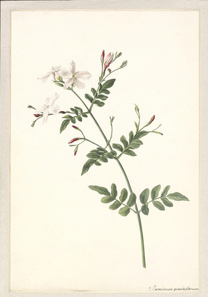 A sprig of jasmine (pencil & watercolour on paper)