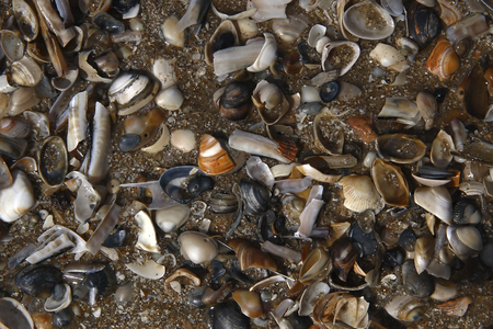 Shells at Zandvoort aan Zee (photo)