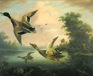 Duck Shooting